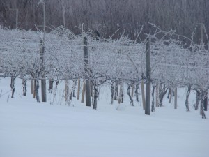 Winter Wonderland