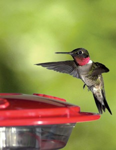Ruby Red Hummingbird